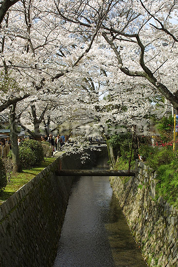 Japansk Kirseb�r. Japansk kirseb�rtr� i blomstring i Kyoto; Prunus spec. Rosaceae; Path of Philosophy / Kyoto; Japan; Asien; planter; Prydkirseb�r blomster Kansai for�r