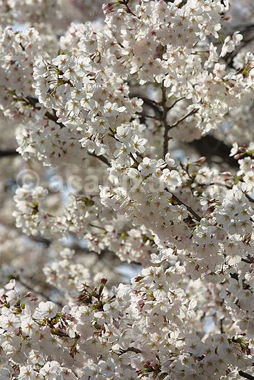 Japansk Kirseb�r. Japansk kirseb�rtr� i blomstring i Kyoto; Prunus spec. Rosaceae; Path of Philosophy / Kyoto; Japan; Asien; planter; Prydkirseb�r blomster Kansai for�r