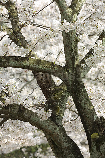 Japansk Kirseb�r. Japansk kirseb�rtr� i blomstring i Kyoto; Prunus spec. Rosaceae; Path of Philosophy / Kyoto; Japan; Asien; planter; Prydkirseb�r blomster Kansai for�r