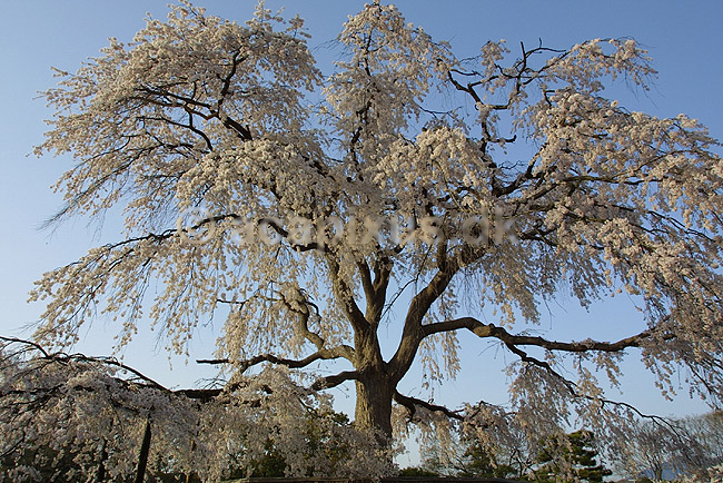 Japansk Kirseb�r. Japansk kirseb�rtr� i blomstring i Kyoto; Prunus spec. Rosaceae; Maruyama-koen Park / Kyoto; Japan; Asien; planter; Prydkirseb�r blomster Kansai for�r