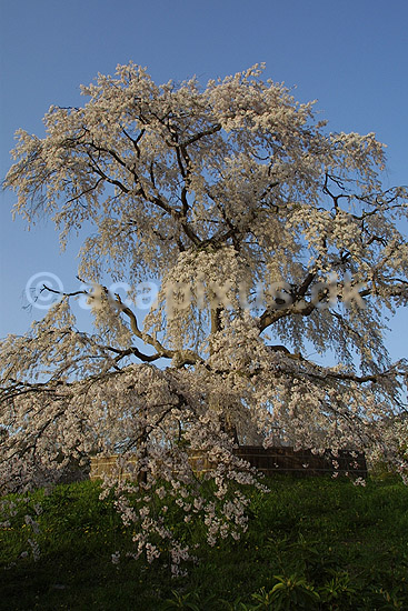 Japansk Kirseb�r. Japansk kirseb�rtr� i blomstring i Kyoto; Prunus spec. Rosaceae; Maruyama-koen Park / Kyoto; Japan; Asien; planter; Prydkirseb�r blomster Kansai for�r