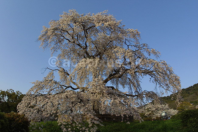 Japansk Kirseb�r. Japansk kirseb�rtr� i blomstring i Kyoto; Prunus spec. Rosaceae; Maruyama-koen Park / Kyoto; Japan; Asien; planter; Prydkirseb�r blomster Kansai for�r