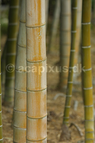 Bambus stammer. Bambus stammer i bambus skov; Bambusa spec; Kyoto; Japan; Asien; planter; 