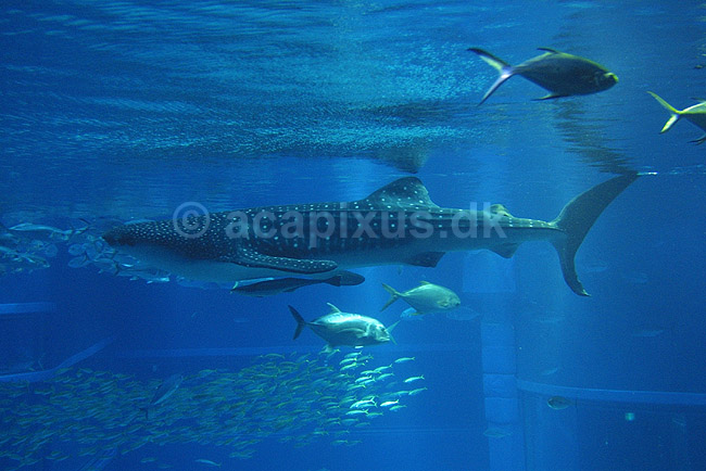Hvalhaj. Hvalhaj i Osaka Aquarium; Rhincodon typus; Osaka Aquarium / Osaka; Japan; Asien; fisk; hajer plankton�dere bruskfisk akvarier