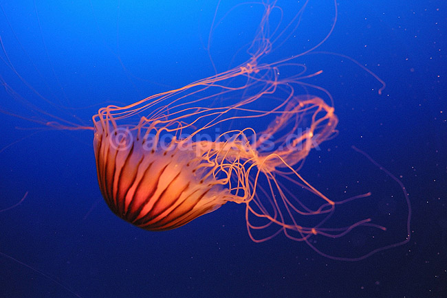 Kompasgople. Kompasgople oplyst af UV-lys i akvarium; Chrysaora melanaster; Osaka Aquarium / Osaka; Japan; Asien; polypdyr; gobler gopler Scyphozoa Storgopler