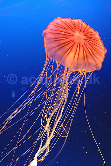 Kompasgople. Kompasgople oplyst af UV-lys i akvarium; Chrysaora melanaster; Osaka Aquarium / Osaka; Japan; Asien; polypdyr; gobler gopler Scyphozoa Storgopler