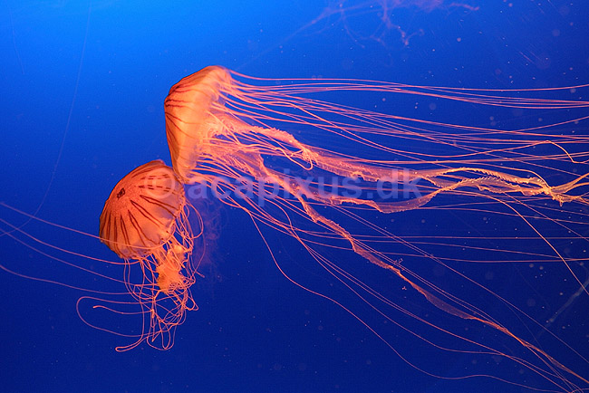 Kompasgople. Kompasgople oplyst af UV-lys i akvarium; Chrysaora melanaster; Osaka Aquarium / Osaka; Japan; Asien; polypdyr; gobler gopler Scyphozoa Storgopler