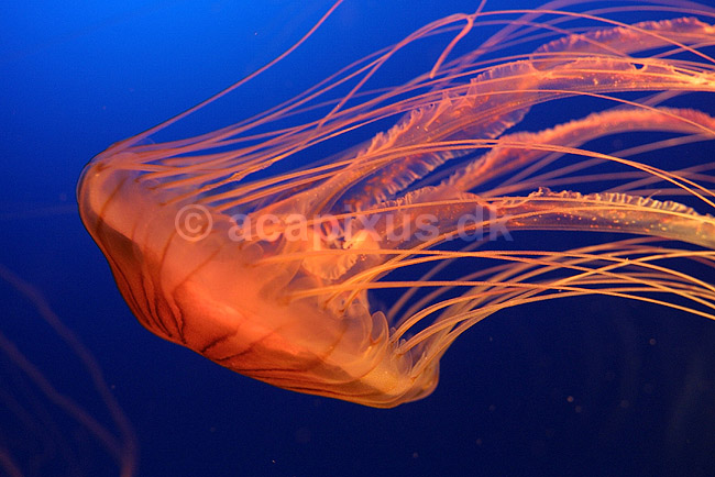 Kompasgople. Kompasgople oplyst af UV-lys i akvarium; Chrysaora melanaster; Osaka Aquarium / Osaka; Japan; Asien; polypdyr; gobler gopler Scyphozoa Storgopler