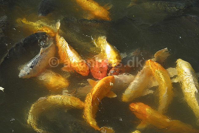 Koi-karper. Koi-karper i basin; Cyprinus carpio; Himeji; Japan; Asien; fisk; karpefisk prydfisk Cyprinidae