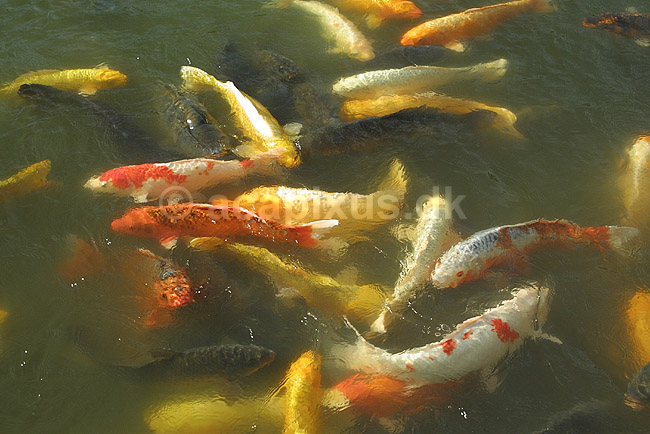 Koi-karper. Koi-karper i basin; Cyprinus carpio; Himeji; Japan; Asien; fisk; karpefisk prydfisk Cyprinidae