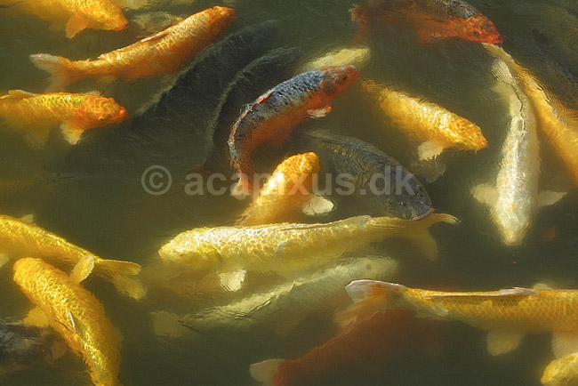 Koi-karper. Koi-karper i basin; Cyprinus carpio; Himeji; Japan; Asien; fisk; karpefisk prydfisk Cyprinidae