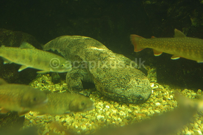 Japansk K�mpesalamander; Andrias japonicus; Osaka Aquarium / Osaka; Japan; Asien; padder; K�mpesalamandre Cryptobranchidae