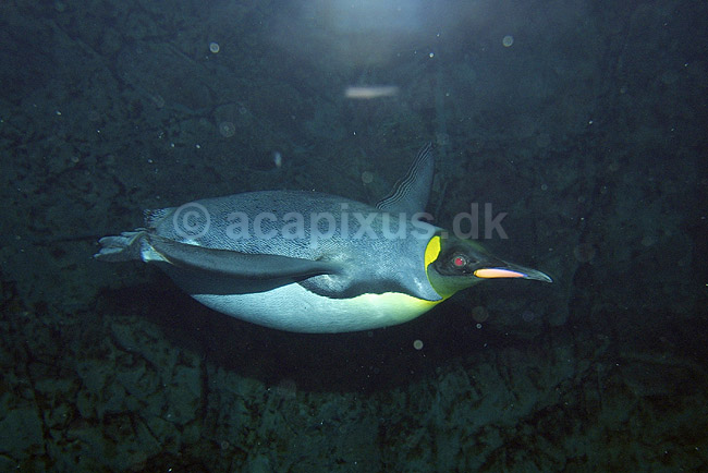 Kongepingvin. Kongepingvin der sv�mmer under vandet; Aptenodytes patagonica; Osaka Aquarium / Osaka; Japan; Asien; fugle; Pingviner Sphenisciformes