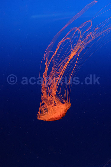 Kompasgople. Kompasgople oplyst af UV-lys i akvarium; Chrysaora melanaster; Osaka Aquarium / Osaka; Japan; Asien; polypdyr; gobler gopler Scyphozoa Storgopler
