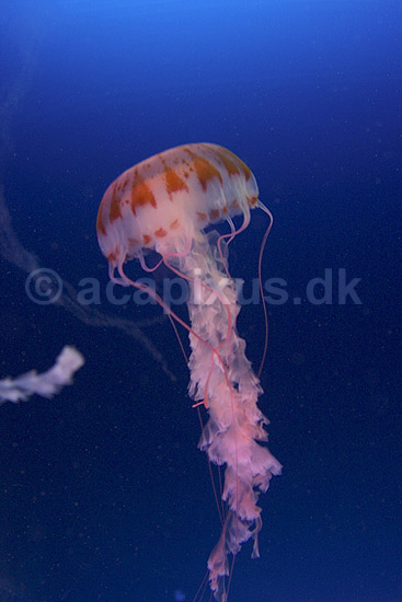 Purple-stribed jellyfish; Pelagia colorata; Osaka Aquarium / Osaka; Japan; Asien; polypdyr; gobler gopler Scyphozoa Storgopler