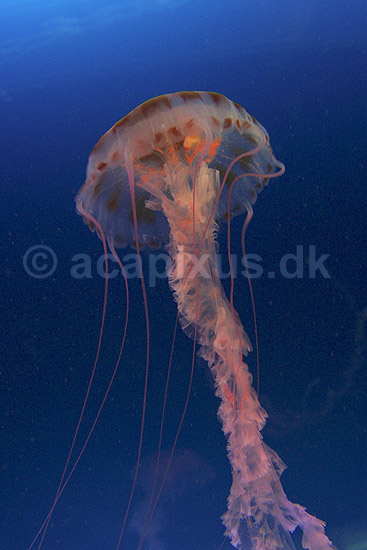 Purple-stribed jellyfish; Pelagia colorata; Osaka Aquarium / Osaka; Japan; Asien; polypdyr; gobler gopler Scyphozoa Storgopler