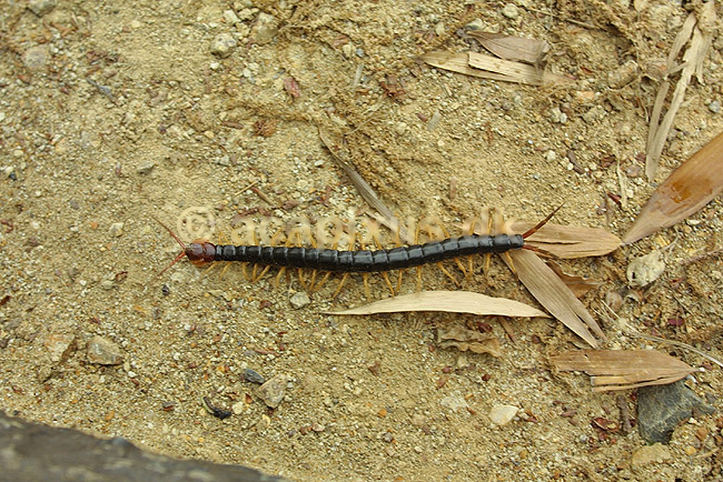 K�mpeskolopender; Chilopoda; Osaka; Japan; Asien; leddyr; tusindben