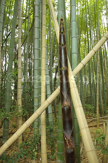 Bambus. Ungt skud af k�mpebambus i bambus skov; Bambusa spec; Kyoto; Japan; Asien; planter; 