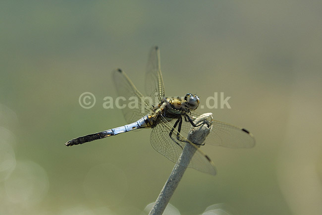 Guldsmed. Japansk guldsmed; Orthetrum albistylum speciosum ; Takatsuki; Japan; Asien; insekter; guldsmede