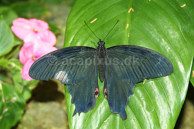 Svalehale; Papilio protenor; ; ; ; insekter; sommerfugle