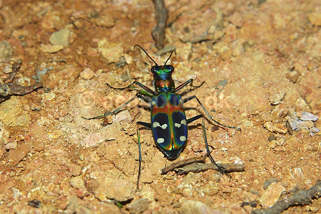 Sandspringer. Sandspringer (Spotted cat); Cicindela chinensis japonica; Kyoto; Japan; Asien; insekter; biller Sandspringere Cicindelidae