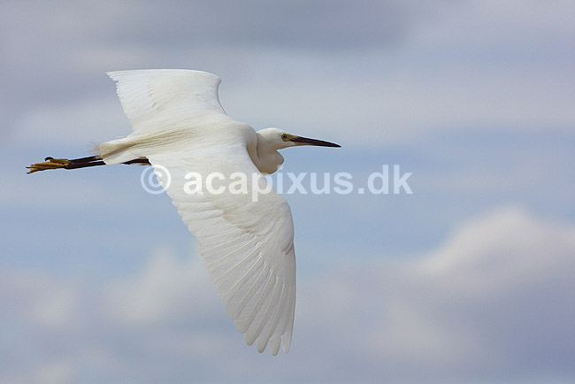 Silkehejre. Silkehejre i flugten; Egretta garzetta; Miya-jima / Hiroshima; Japan; Asien; fugle; hejrer fugleflugt vinger flyvning