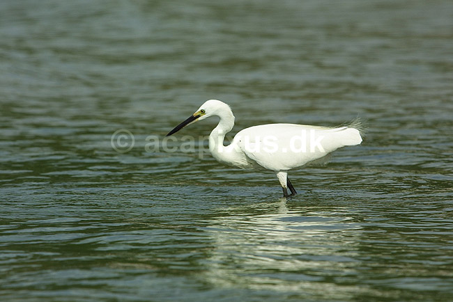 Silkehejre. Silkehejre jager i strandkant; Egretta garzetta; Miya-jima / Hiroshima; Japan; Asien; fugle; hejrer