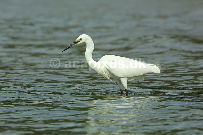 Silkehejre. Silkehejre jager i strandkant; Egretta garzetta; Miya-jima / Hiroshima; Japan; Asien; fugle; hejrer