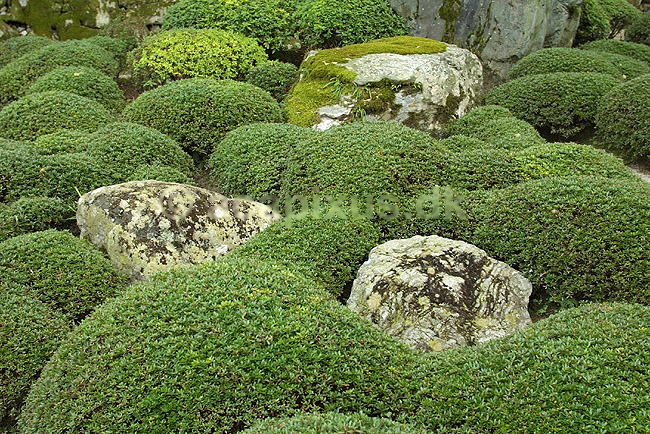 Japansk have. Japansk have i Chion-in templet i Kyoto; ; Chion-in / Kyoto; Japan; Asien; ; haver