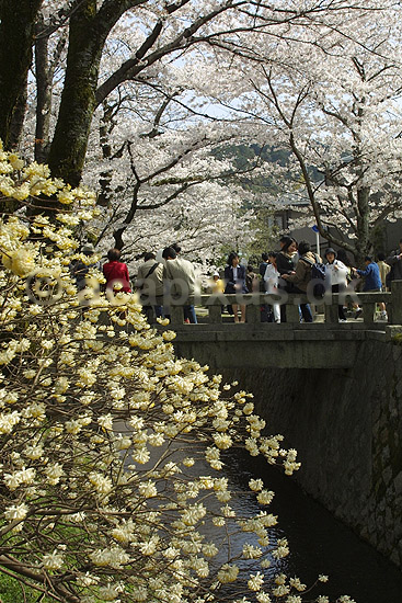 Kirseb�rblomstring. Japanere nyder kirseb�rtr�ernes blomstring ved Path of Philosophy i Kyoto; Prunus spec. Rosaceae; Path of Philosophy / Kyoto; Japan; Asien; ; Prydkirseb�r blomster Kansai japansk for�r