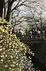 Kirseb�rblomstring. Japanere nyder kirseb�rtr�ernes blomstring ved Path of Philosophy i Kyoto Prunus spec. Rosaceae Path of Philosophy / Kyoto Japan Asien  Prydkirseb�r blomster Kansai japansk for�r