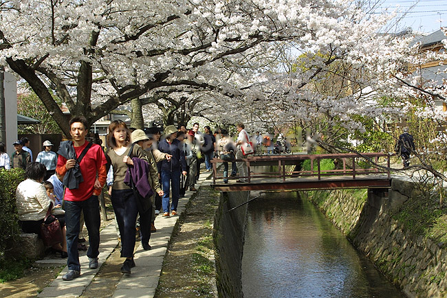 Kirseb�rblomstring. Japanere nyder kirseb�rtr�ernes blomstring ved Path of Philosophy i Kyoto; Prunus spec. Rosaceae; Path of Philosophy / Kyoto; Japan; Asien; ; Prydkirseb�r blomster Kansai japansk for�r