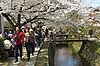 Kirseb�rblomstring. Japanere nyder kirseb�rtr�ernes blomstring ved Path of Philosophy i Kyoto Prunus spec. Rosaceae Path of Philosophy / Kyoto Japan Asien  Prydkirseb�r blomster Kansai japansk for�r