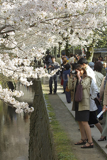 Kirseb�rblomstring. Japanere nyder kirseb�rtr�ernes blomstring ved Path of Philosophy i Kyoto; Prunus spec. Rosaceae; Path of Philosophy / Kyoto; Japan; Asien; ; Prydkirseb�r blomster Kansai japansk for�r