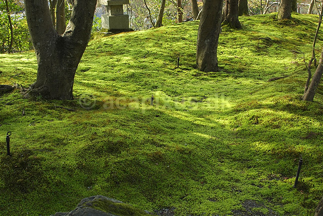 Moshave ved Eikan-do; ; Eikan-do / Kyoto; Japan; Asien; planter; mosser haver