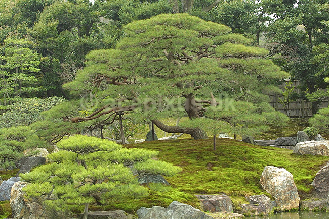 Japansk have. Japansk have ved Nijo-jo borgen; ; Nijo-jo / Kyoto; Japan; Asien; ; haver parker