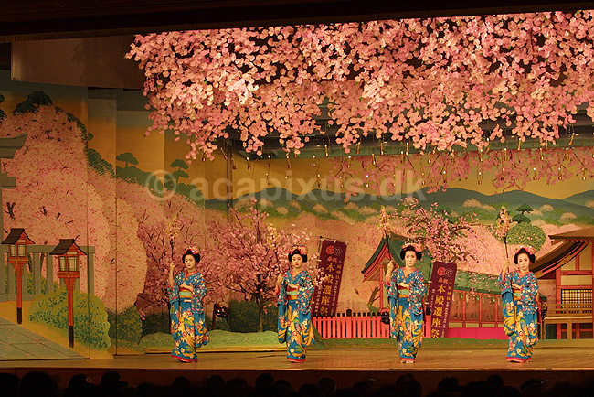 Miyako Odory. Japanske maiko danseinder ved Miyako Odory (Maiko dans) i Kyoto; ; Kyoto; Japan; Asien; ; japansk japanere kvinder makeup make-up kimono