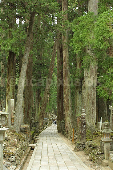 Koya-san. Cedar-tr�er p� gravpladsen i Koya-san. Japan's mest eftertragtede gravplads; ; Koya-san; Japan; Asien; ; gravpladser buddisme buddhism buddistisk