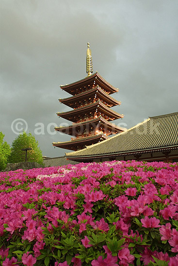 Senso-ji i Tokyo. Pagoden ved Senso-ji templet i Tokyo; ; Senso-ji / Tokyo; Japan; Asien; ; templer buddisme buddhism buddistisk