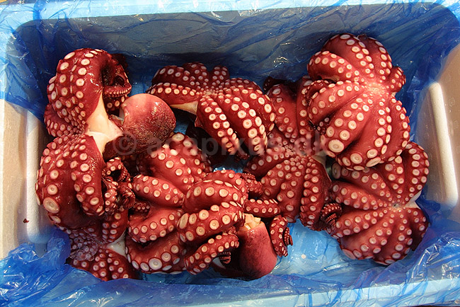 Tsukiji Fish Market. Ottearmede bl�ksprutter udstillet p� Tsukiji Fish Market; ; Tsukiji Fish Market / Tokyo; Japan; Asien; ; markeder frisk fisk sushi