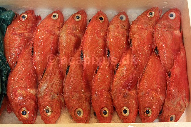 Tsukiji Fish Market. R�de fisk udstillet p� Tsukiji Fish Market; ; Tsukiji Fish Market / Tokyo; Japan; Asien; ; markeder frisk fisk sushi r�dt