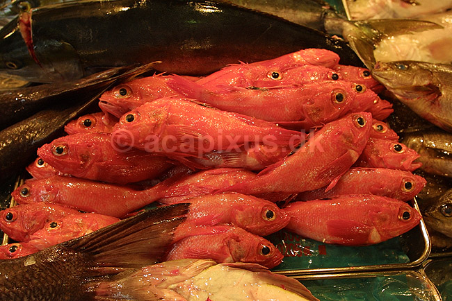 Tsukiji Fish Market. R�de fisk udstillet p� Tsukiji Fish Market; ; Tsukiji Fish Market / Tokyo; Japan; Asien; ; markeder frisk fisk sushi r�dt