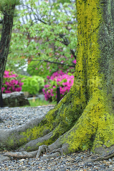 Tr� med gule alger. Tr�stamme med bevoksning af gule alger ved Sanjusangendo templet; ; Sanjusangendo / Kyoto; Japan; Asien; planter; gult
