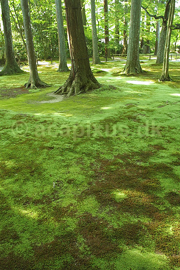 Moshave. Moshave ved Sanzen-in templet i Ohara; ; Sanzen-in / Ohara; Japan; Asien; ; templer buddisme buddhism buddistisk