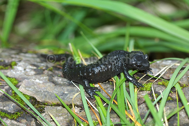 Alpesalamander. Alpesalamander n�r Kandersteg i Schweiz; Salamandra atra; Alperne / Kandersteg; Schweiz; Europa; padder; amphibians, amphibier, salamandre