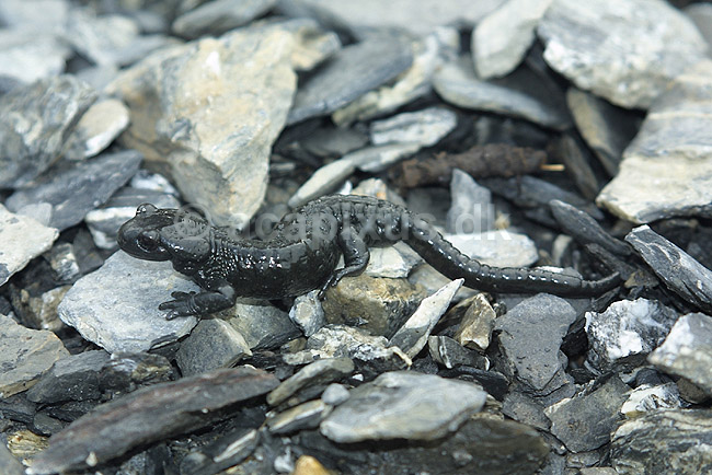 Alpesalamander. Alpesalamander n�r Kandersteg i Schweiz; Salamandra atra; Alperne / Kandersteg; Schweiz; Europa; padder; amphibians, amphibier, salamandre