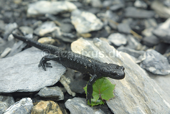 Alpesalamander. Alpesalamander n�r Kandersteg i Schweiz; Salamandra atra; Alperne / Kandersteg; Schweiz; Europa; padder; amphibians, amphibier, salamandre