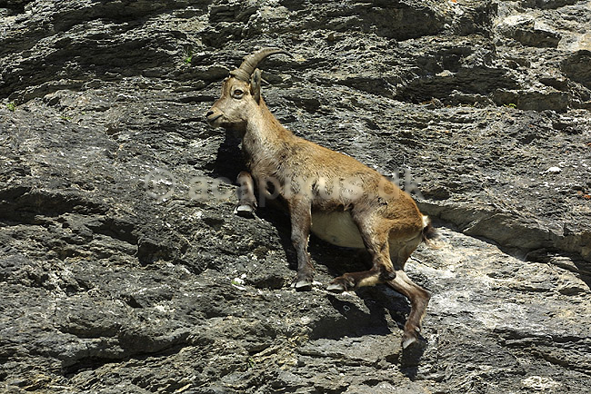 Alpestenbuk. Alpestenbuk n�r Kandersteg i Schweiz; Capra ibex; Alperne / Kandersteg; Schweiz; Europa; pattedyr; mammals, stenbukke, hovdyr