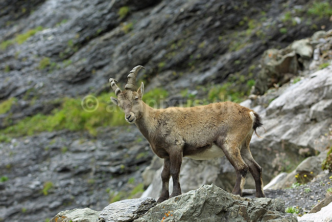Alpestenbuk. Alpestenbuk n�r Kandersteg i Schweiz; Capra ibex; Alperne / Kandersteg; Schweiz; Europa; pattedyr; mammals, stenbukke, hovdyr