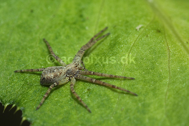 Jagtedderkop; Lycosidae; Alperne / Kandersteg; Schweiz; Europa; spindlere; edderkopper